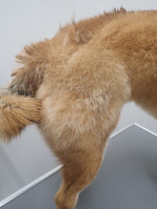 抜け毛がある犬